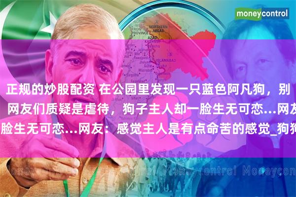 正规的炒股配资 在公园里发现一只蓝色阿凡狗，别的狗子都羡慕的不得了，网友们质疑是虐待，狗子主人却一脸生无可恋...网友：感觉主人是有点命苦的感觉_狗狗_天性